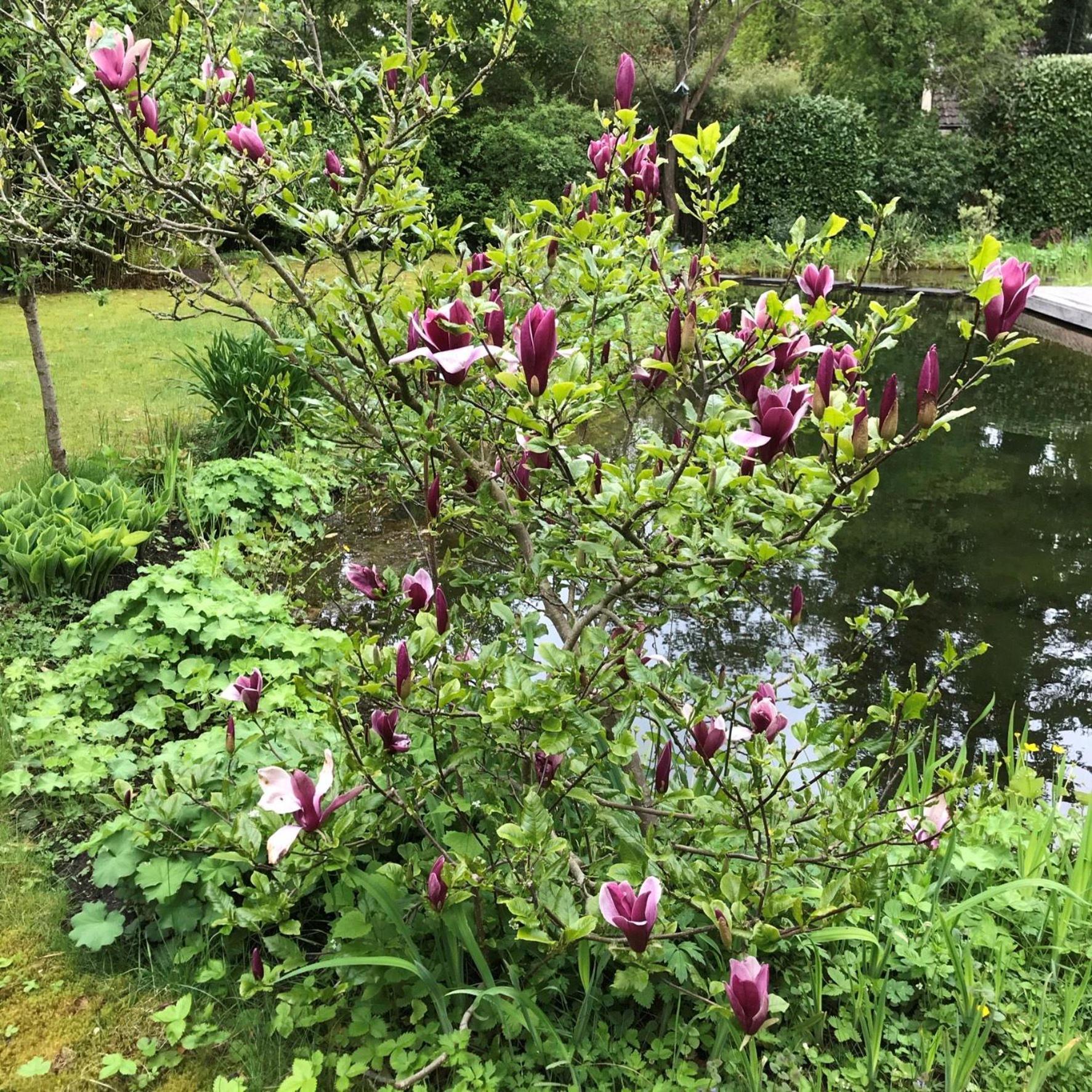 Huisje De Geluksvogel Zorgvlied Exterior foto